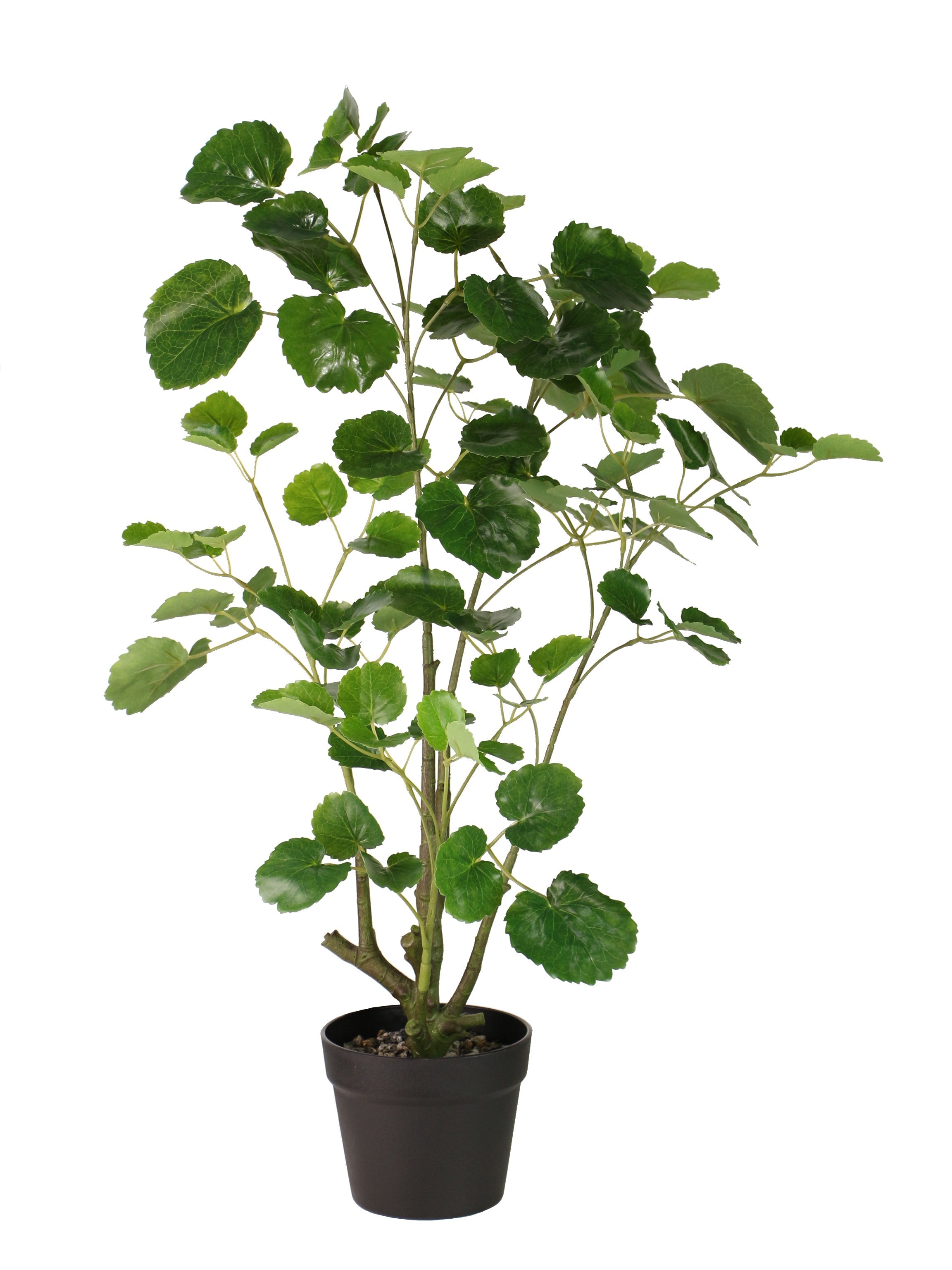 artificial money tree plant Classic Artificial Pocket Money Tree — BT Shalom
