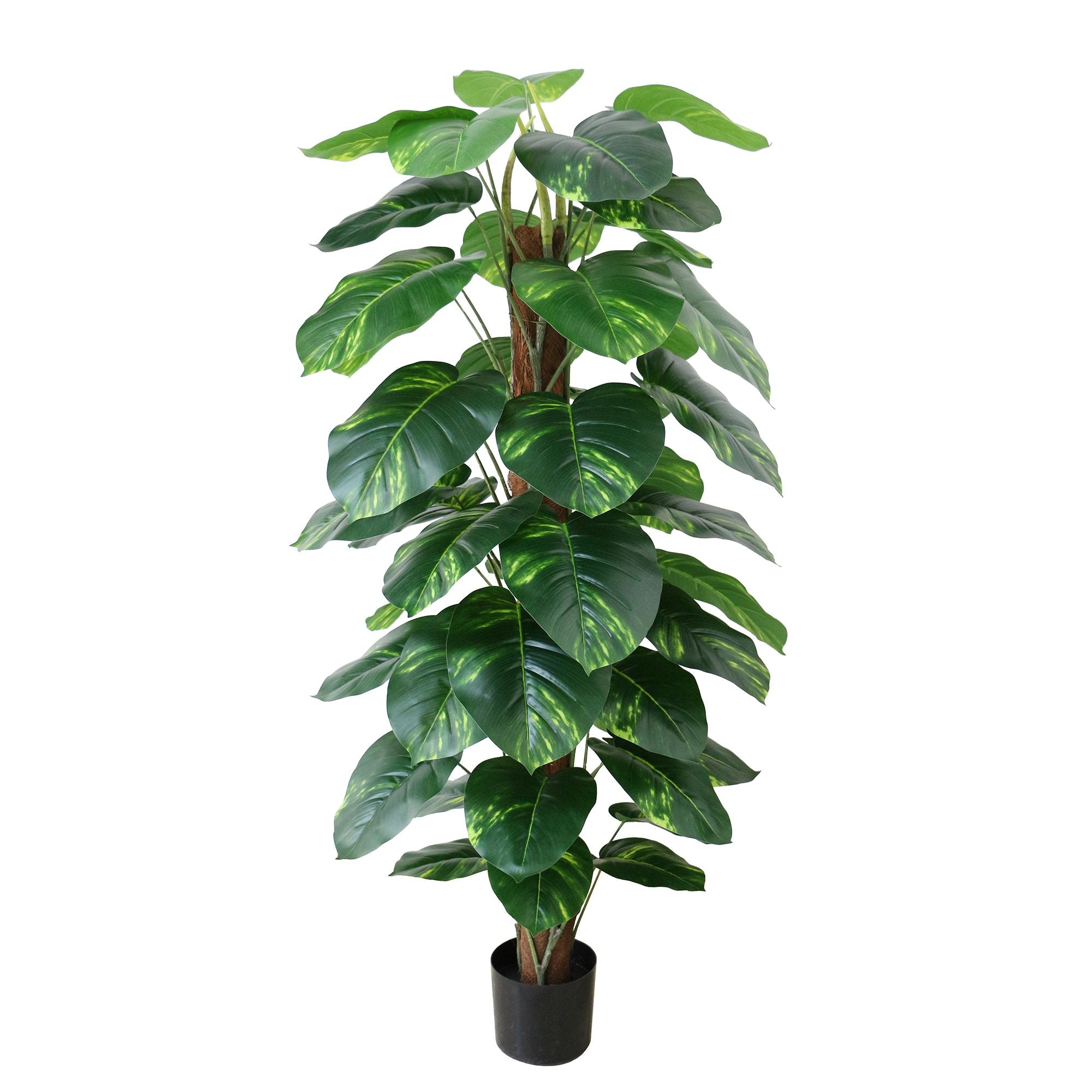 Extra-Large Artificial Dieffenbachia Bonsai - Grand Green Focal Point