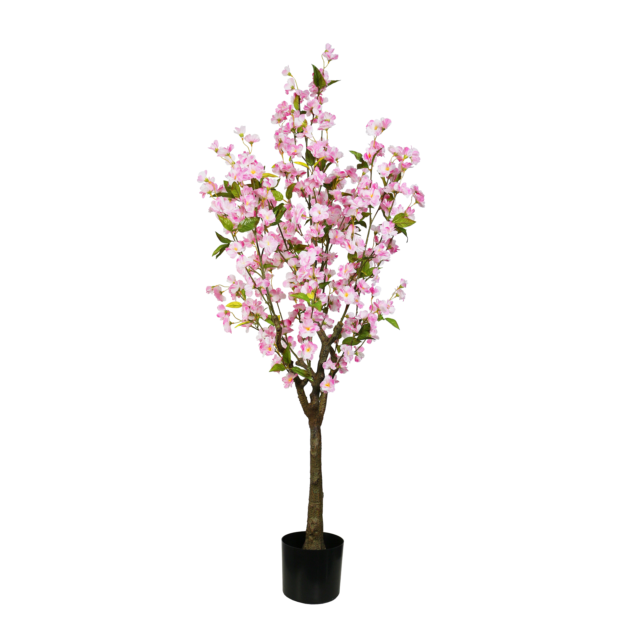 Eternal Spring Cherry Blossom Tree