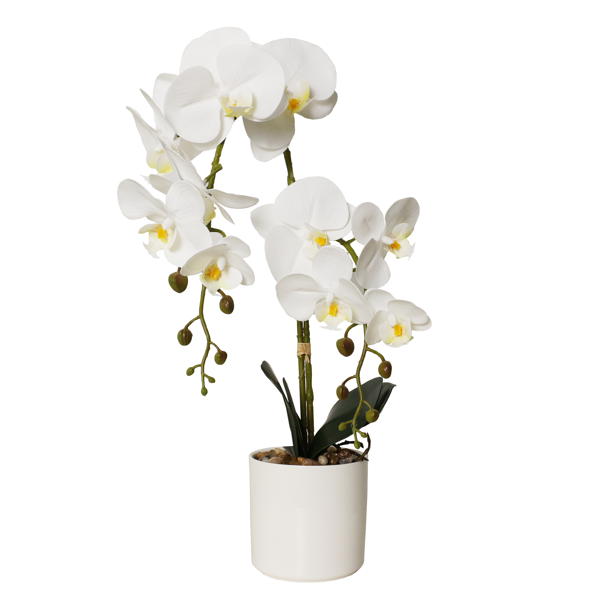 Potted Phalaenopsis 15 Orchids in White Ceramic Pot