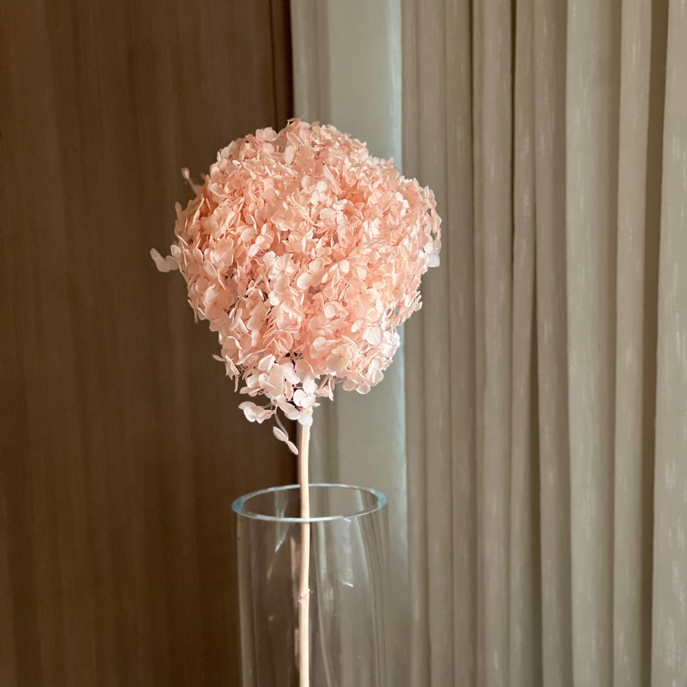 Single Anna Hydrangea