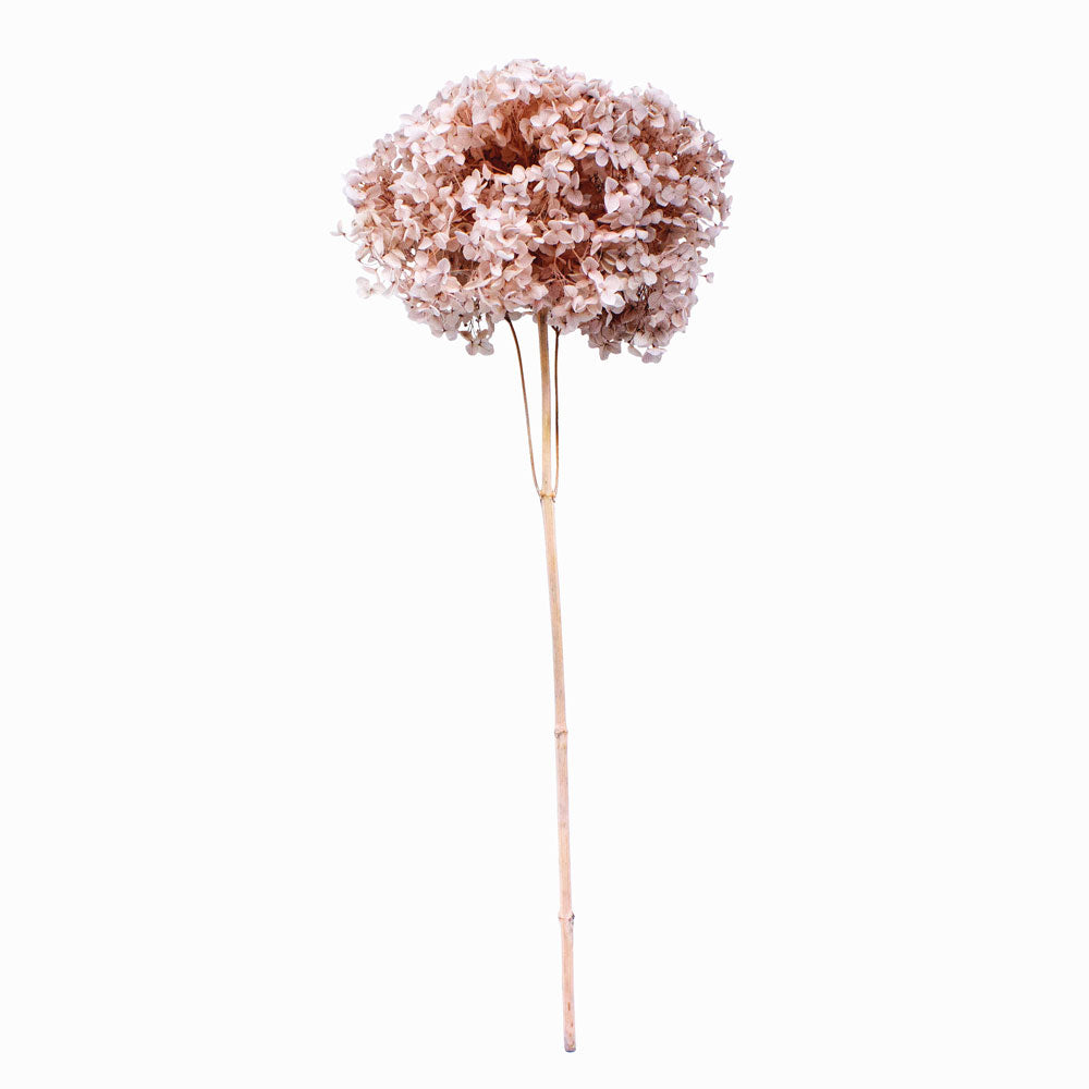 Single Anna Hydrangea