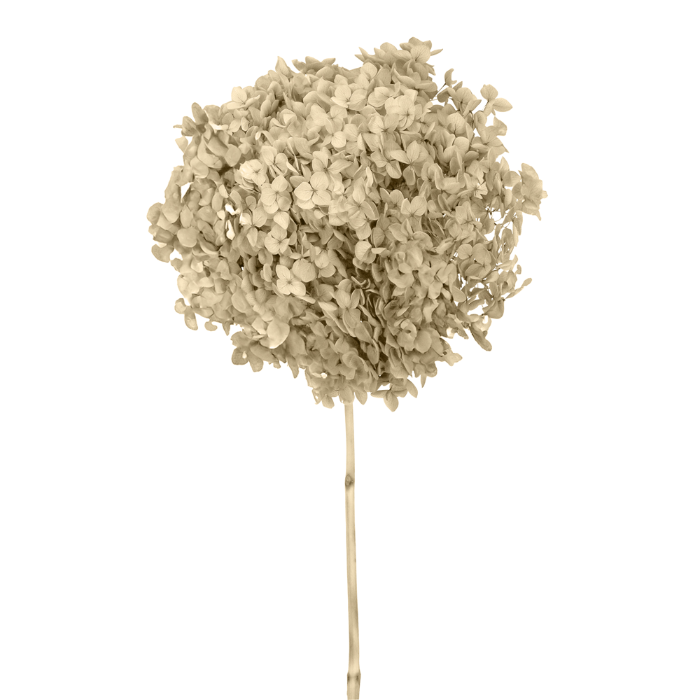 Single Anna Hydrangea