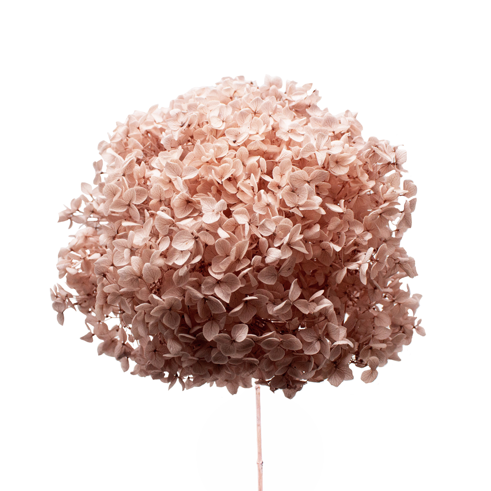 Single Anna Hydrangea