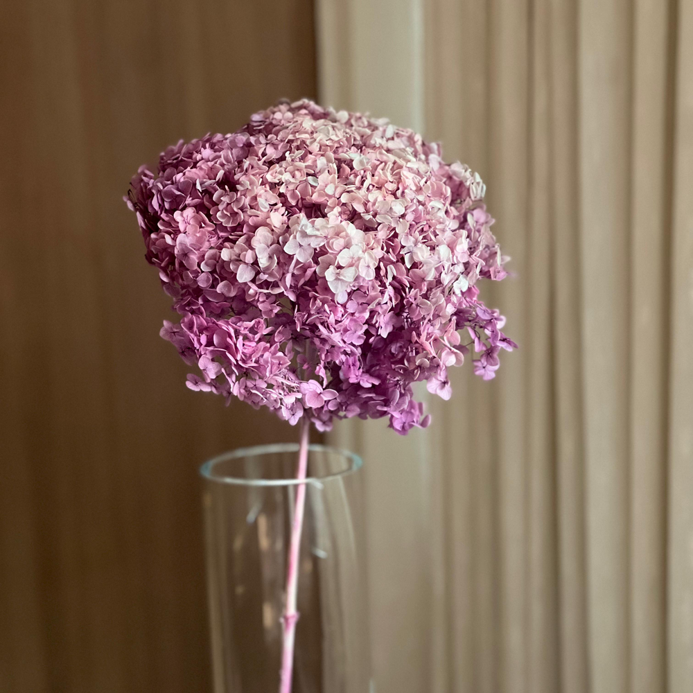 Single Anna Hydrangea