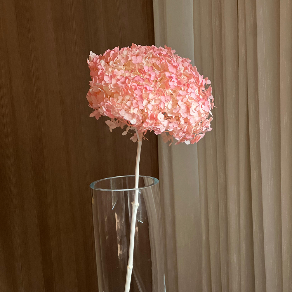 Single Anna Hydrangea