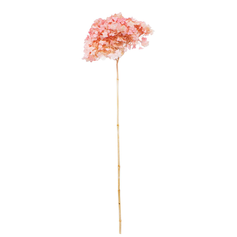 Single Anna Hydrangea