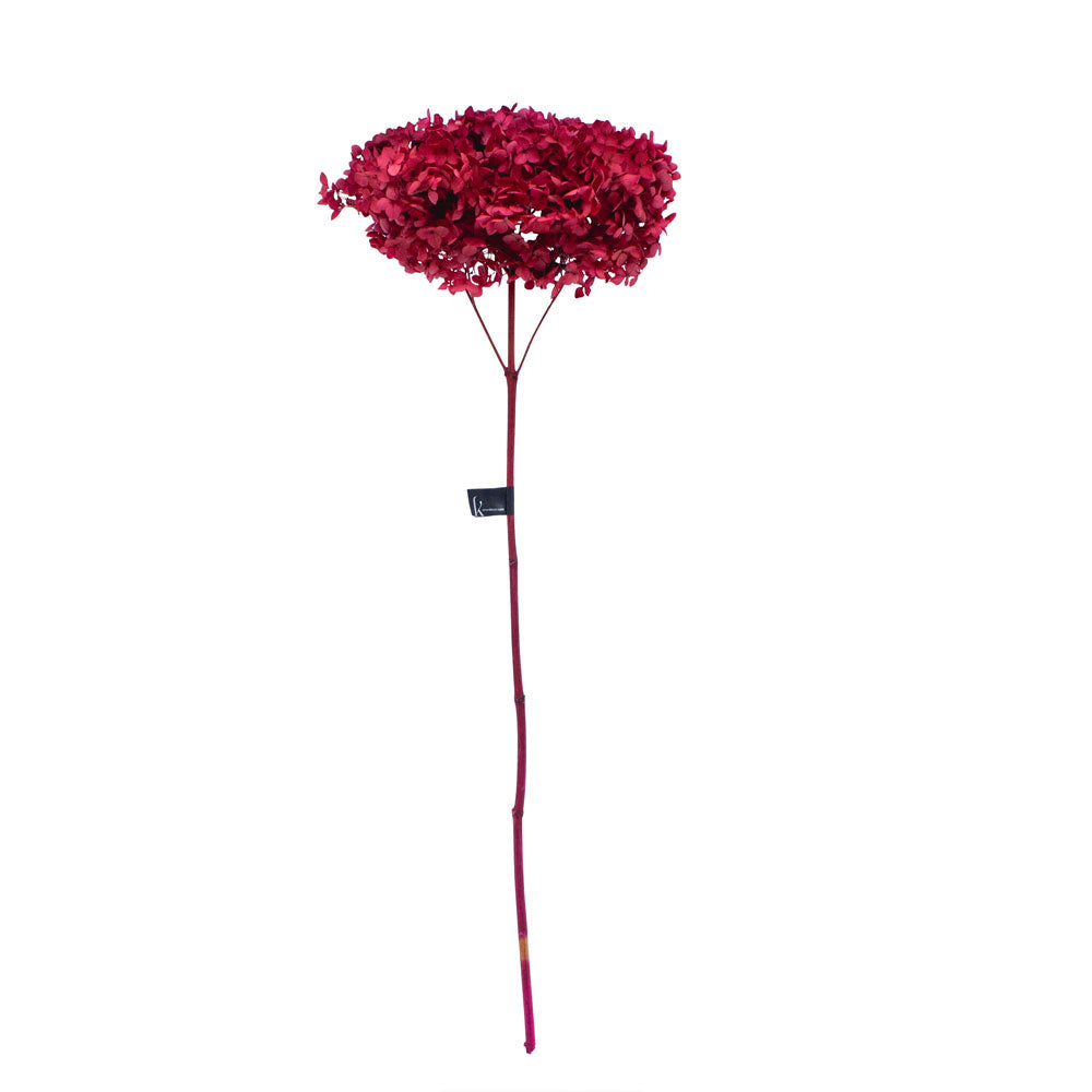 Single Anna Hydrangea