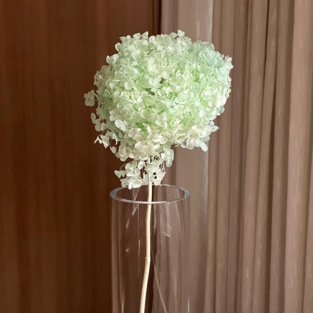 Single Anna Hydrangea