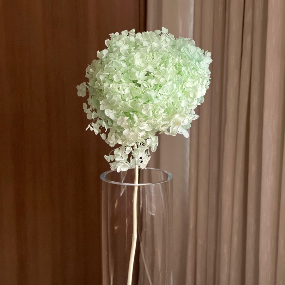 Single Anna Hydrangea