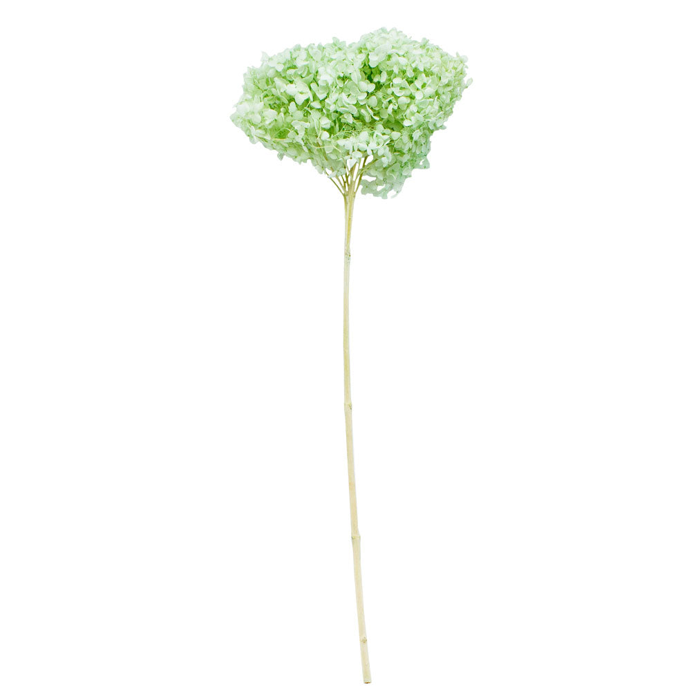 Single Anna Hydrangea