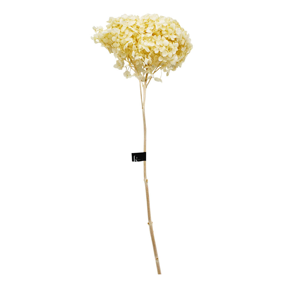 Preserved Flowers