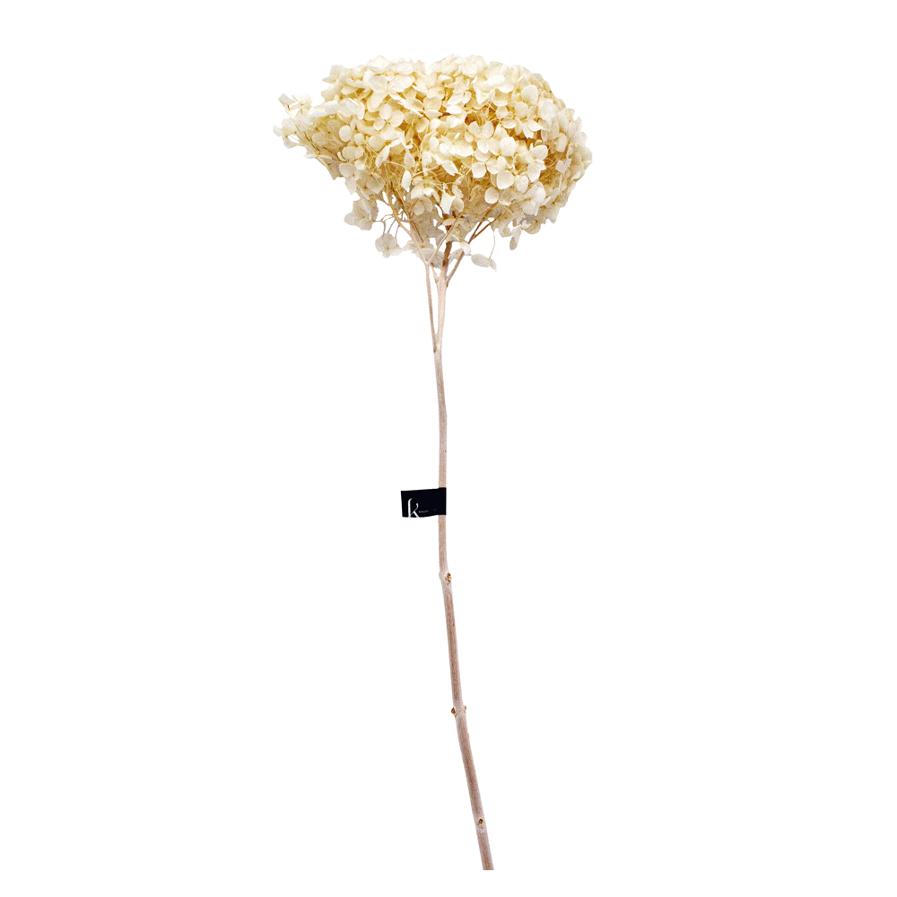 Preserved Flowers