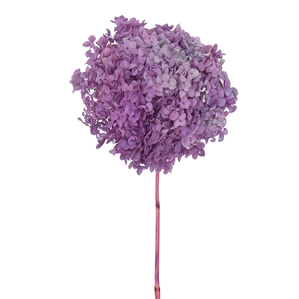 Single Anna Hydrangea