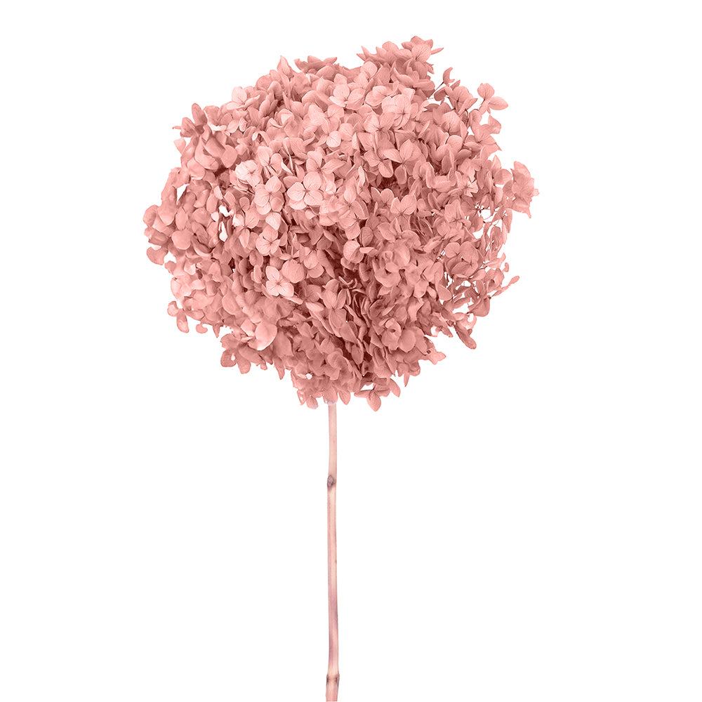 Single Anna Hydrangea