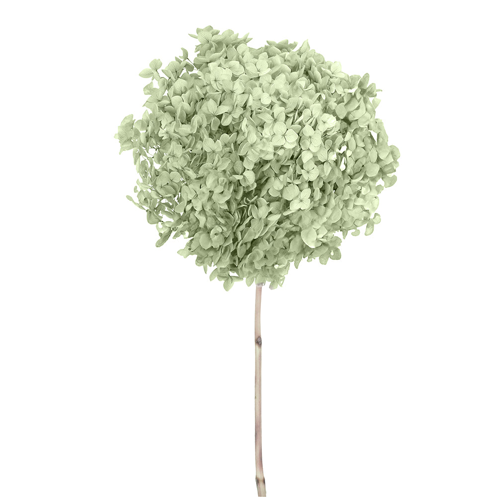 Single Anna Hydrangea