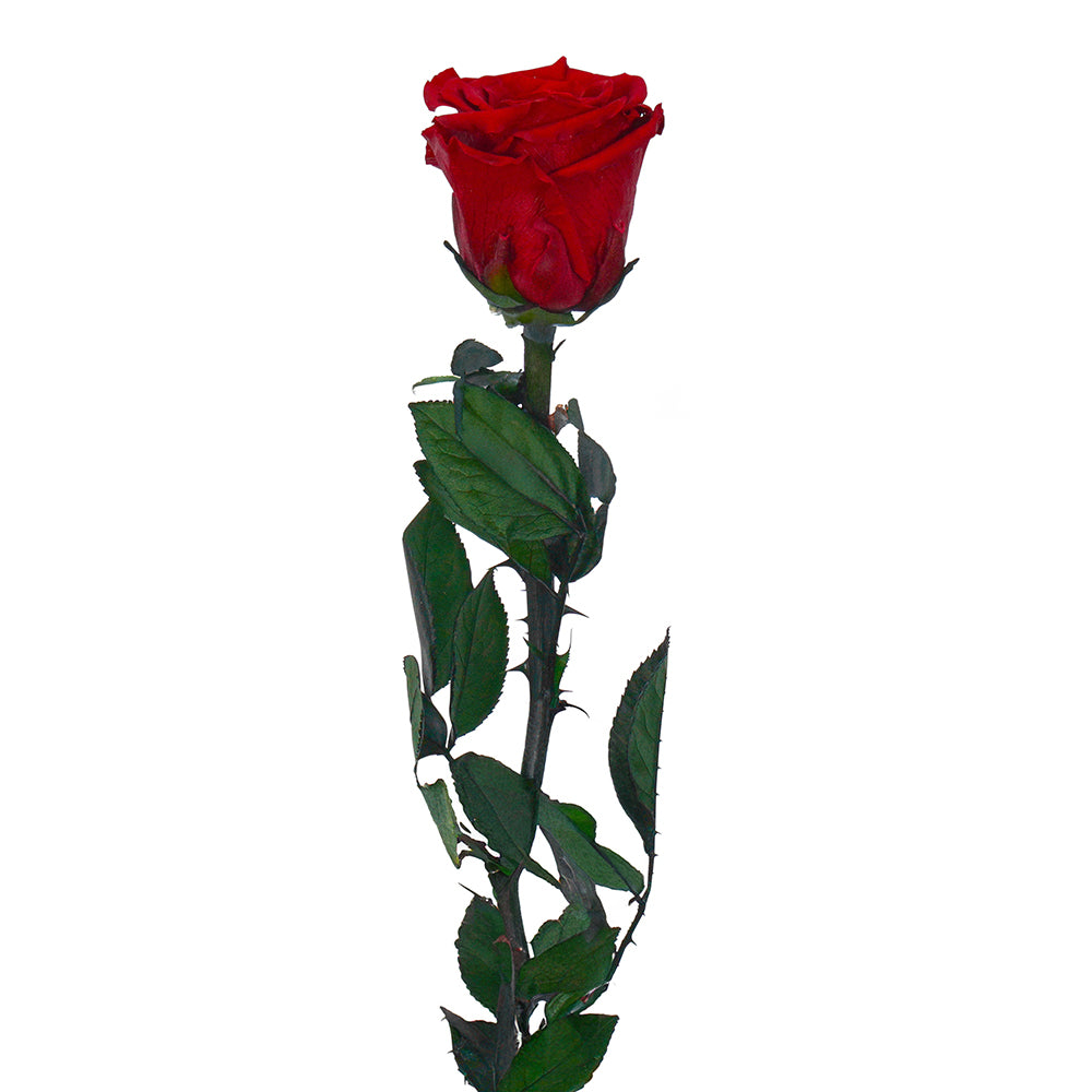 Long Stem Rose
