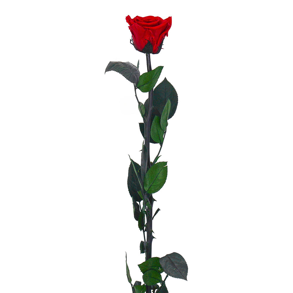Long Stem Rose