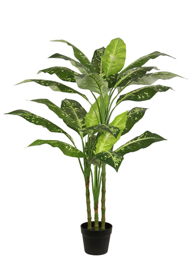 Large Evergreen Tree Dieffenbachia