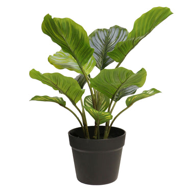 Medium Lifelike Round-Leaf Calathea Plant