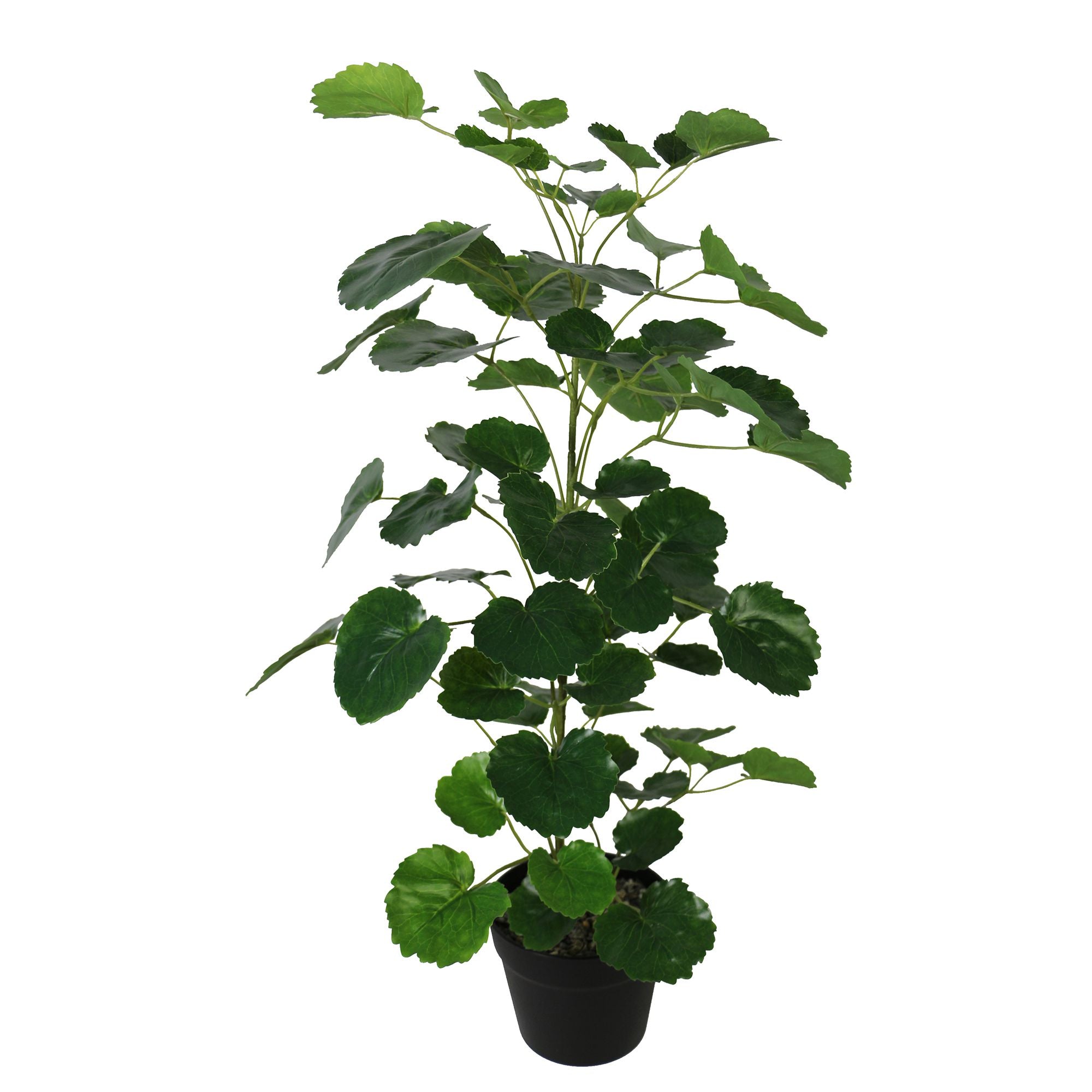 Mid-Sized Pocket Money Tree