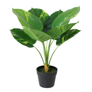 Mini Artificial Dieffenbachia Bonsai - Touch of Nature