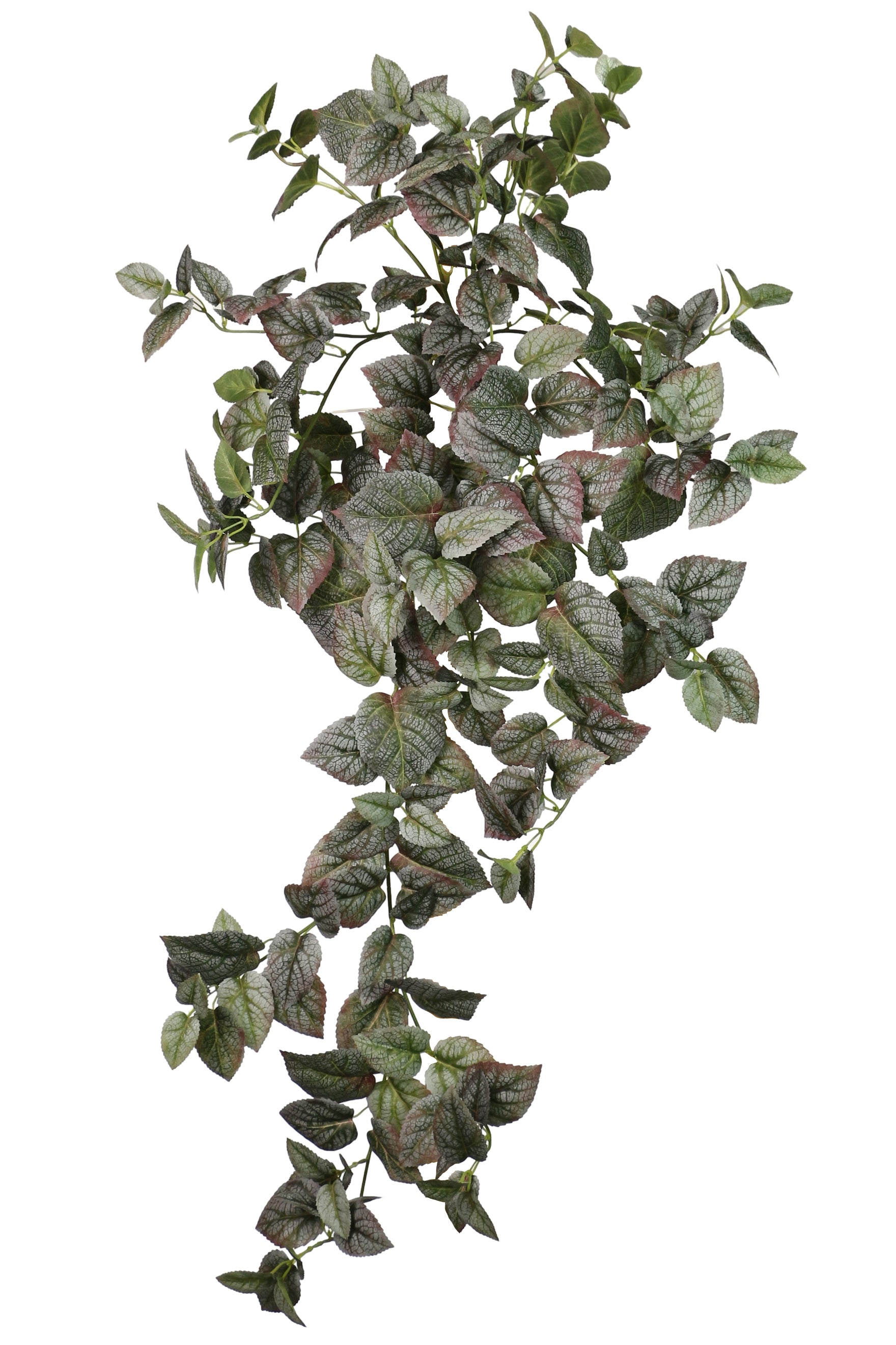 Decorative Hanging Plant - Deep Green Perilla Leaves Bush