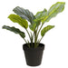 Petite Lifelike Round-Leaf Calathea Plant