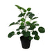 Petite Petite Pocket Money Tree