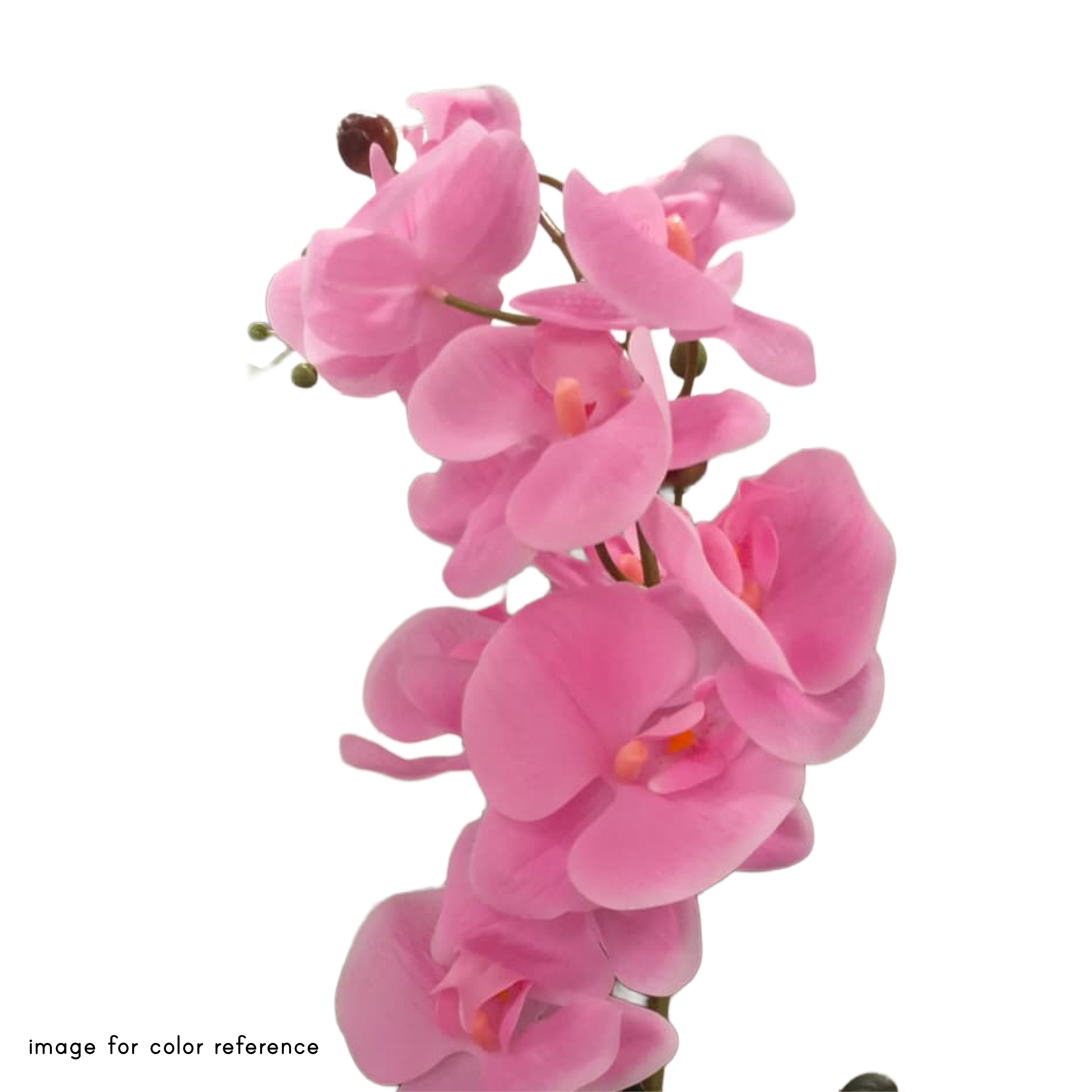 Potted Phalaenopsis 11 Pink Orchids in White Ceramic Pot