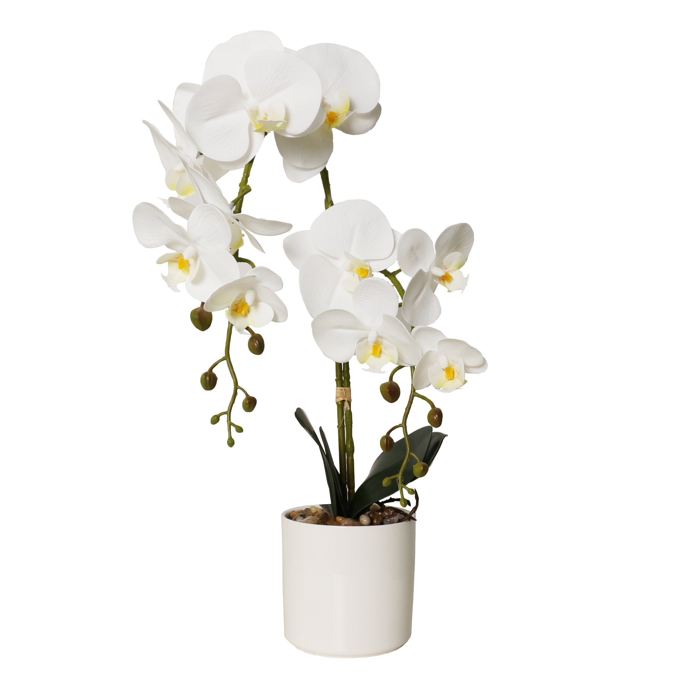 Potted Phalaenopsis 11 Orchids in White Ceramic Pot