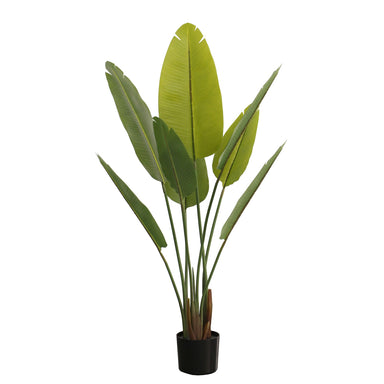 Traveler Banana Tree - Green Leaves