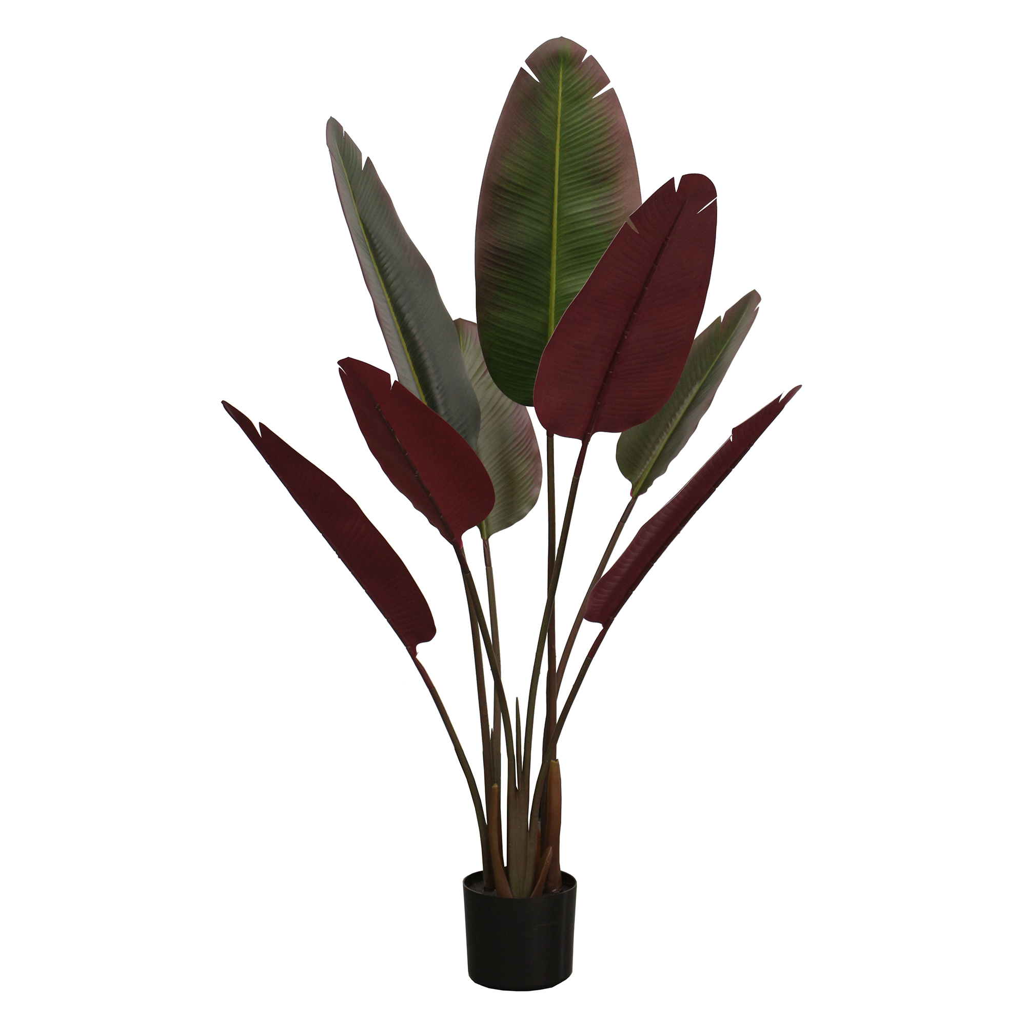 Traveler Banana Tree - Red-Edged Leaves