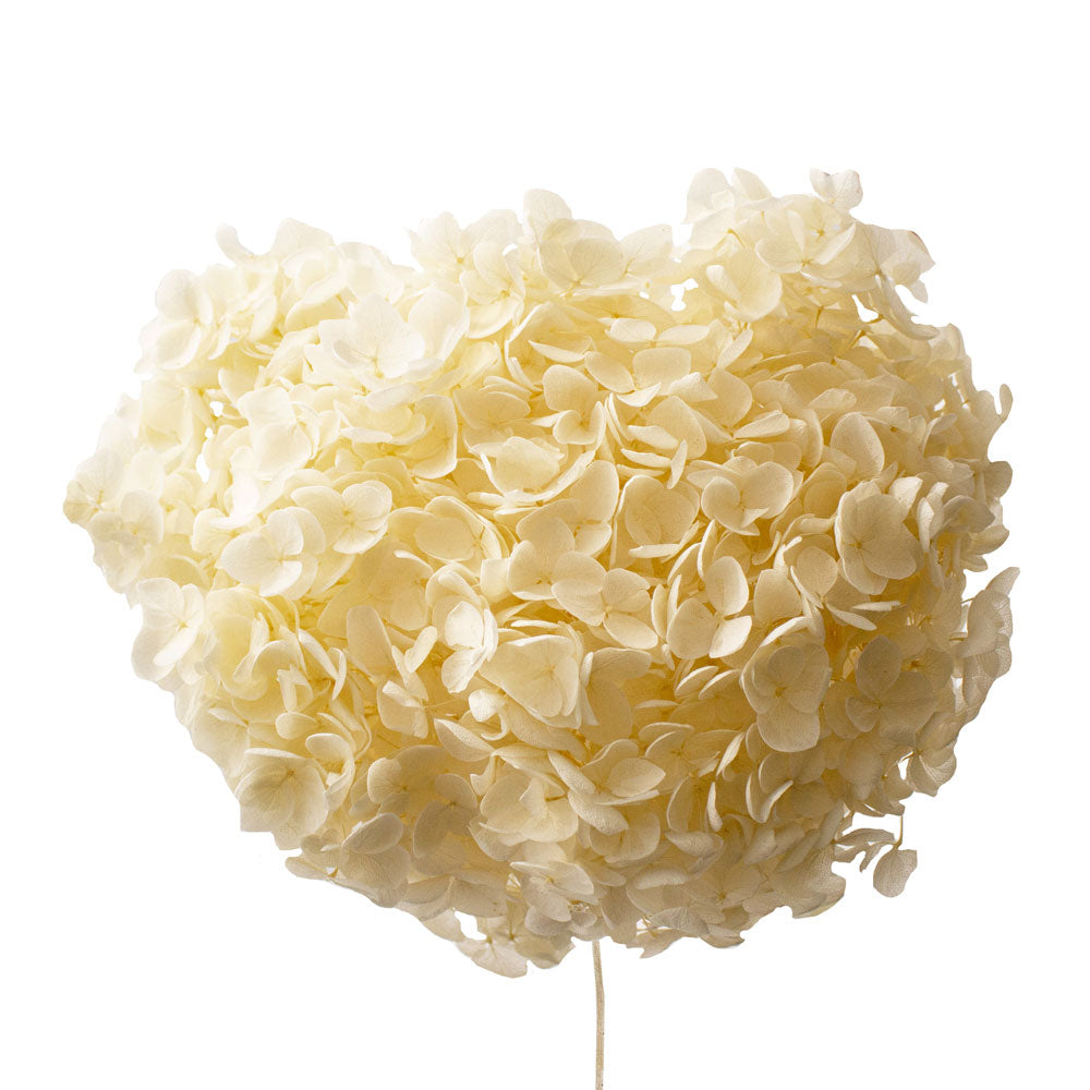 Single Anna Hydrangea
